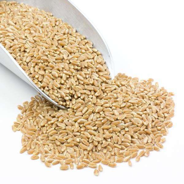 Wheat Berries, Prairie Gold (White) - Country Life Natural Foods