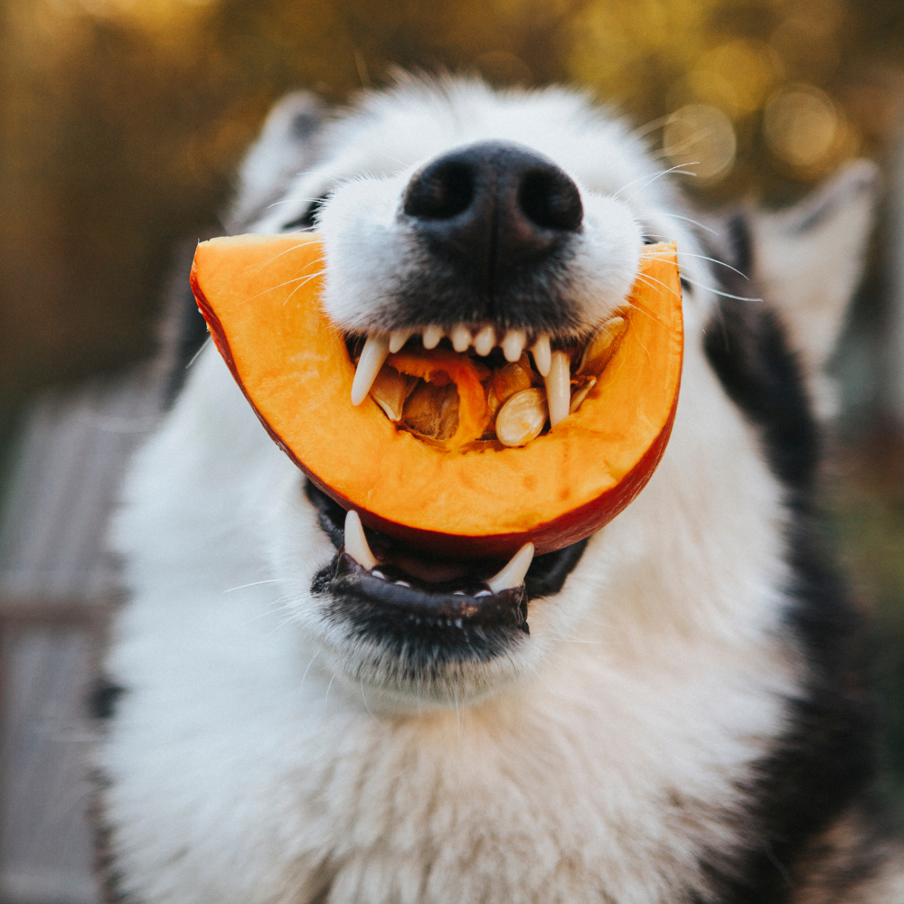 Nuts and Seeds For Your Pets: The Good, The Bad, and The Healthy